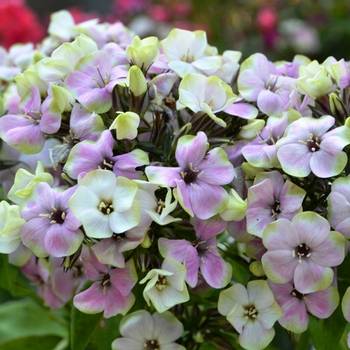 Флокс Phlox paniculata ‘Sherbet Blend’